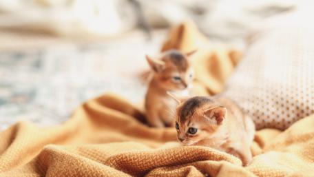 Playful Kittens on Cozy Blanket wallpaper