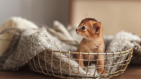 Curious Kitten in a Cozy Basket wallpaper