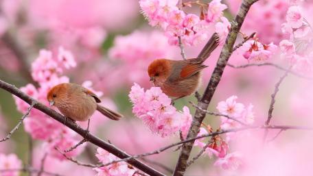 Charming Spring Birds Among Blossoms wallpaper