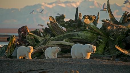 Majestic Polar Bears in their Natural Habitat wallpaper