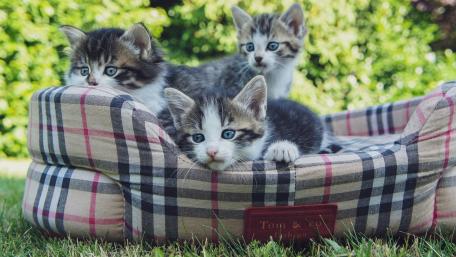 Playful Kittens Relaxing on Cozy Bed wallpaper