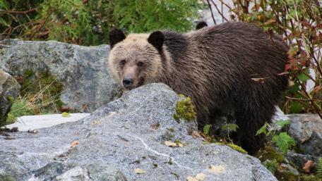 Majestic Bear in Natural Habitat wallpaper