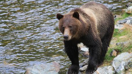 Majestic Bear by the Waterfall wallpaper