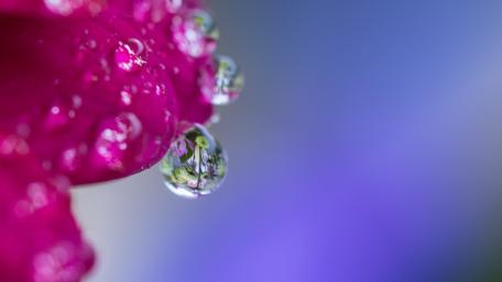Glistening Dew on Vibrant Petals wallpaper