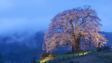 Solitary Blossom Under the Misty Evening Sky wallpaper