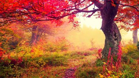 Vibrant Autumn Splendor in Nature's Embrace wallpaper