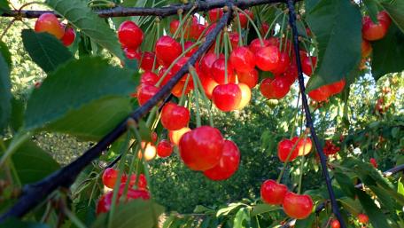 Vibrant Cherry Orchard Delight wallpaper