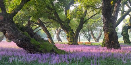 Majestic Purple Blossom Retreat wallpaper