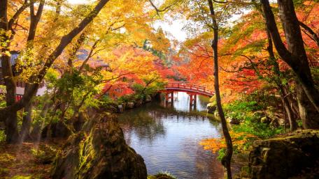 Autumn Serenity Over a Charming Bridge wallpaper