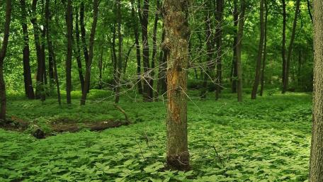 Lush Green Forest Serenity wallpaper