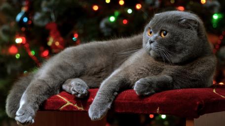 Cozy Grey Cat Among Holiday Lights wallpaper