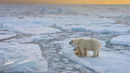 Polar Bears in an Icy Wonderland wallpaper