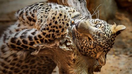 Majestic African Leopard in Relaxed Pose wallpaper