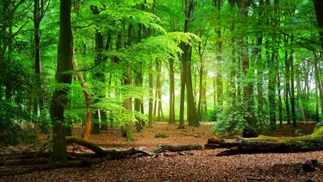Lush Green Forest Serenity wallpaper