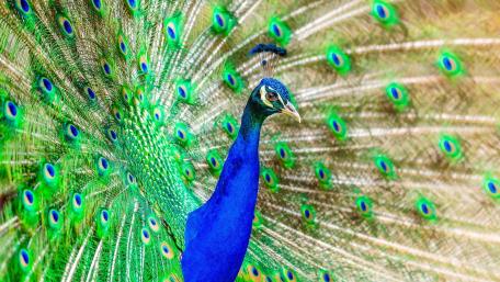 Majestic Peacock Displaying Its Colors wallpaper