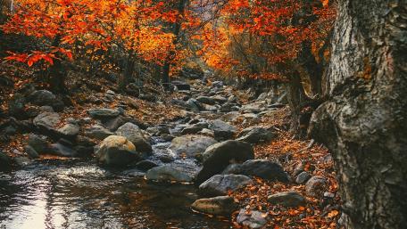 Autumn Serenity by the Riverbed wallpaper