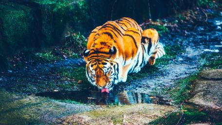 Majestic Tiger Quenching Its Thirst wallpaper