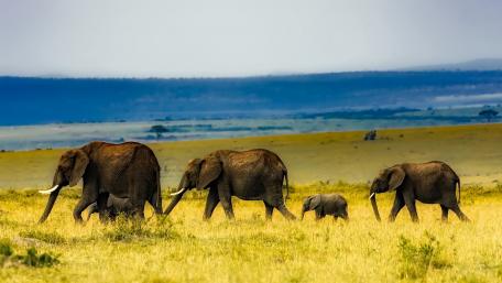 Majestic Elephants in Their Natural Habitat wallpaper