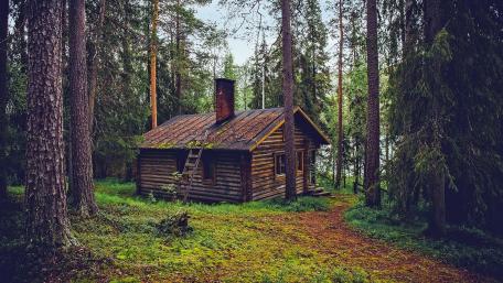 Serene Forest Retreat in Nature's Embrace wallpaper