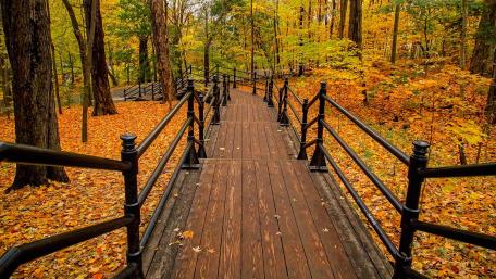 Autumn Serenity on a Forest Pathway wallpaper