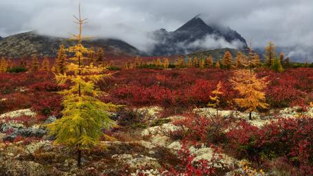 Autumn Colors in a Misty Landscape wallpaper