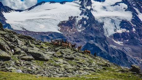 Mountain Herd of Wild Animals in Majestic Landscape wallpaper