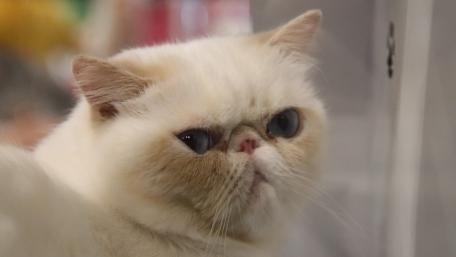 Grumpy Cat's Unforgettable Expression wallpaper