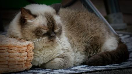 Cozy Cat Napping in the Sunlight wallpaper