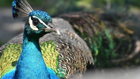 Majestic Peacock Showcasing Vibrant Plumage wallpaper