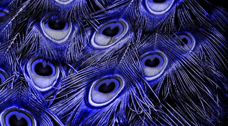 Peacock feather wallpaper