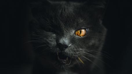 Mystical Stare of a Grey Cat wallpaper