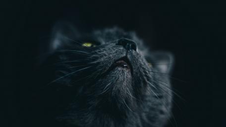 Mystical Black Cat in Shadows wallpaper