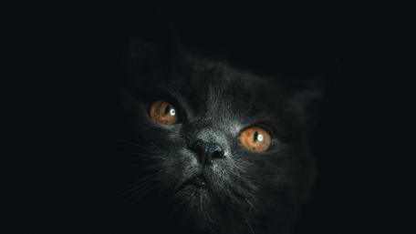 Mystical Gaze of a Black Cat wallpaper