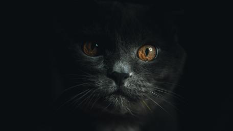 Mysterious Black Cat with Striking Eyes wallpaper