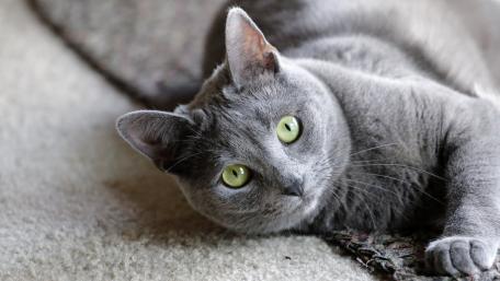 Charming Grey Cat Relaxing on the Floor wallpaper