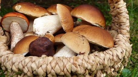 Mushrooms Freshly Gathered from Nature's Bounty wallpaper