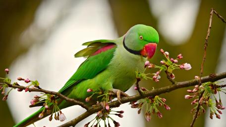 Colorful Parrot Among Blossoms wallpaper