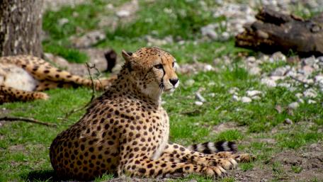 Graceful Cheetah in Natural Habitat wallpaper
