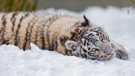 Majestic White Tiger in Snowy Landscape wallpaper