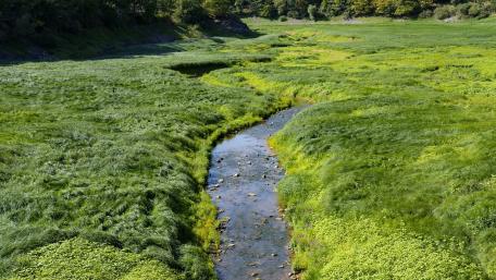 Serene Green Field with Meandering Creek wallpaper
