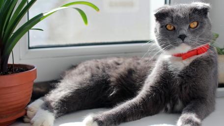 Charming British Shorthair Cat Relaxing by the Window wallpaper