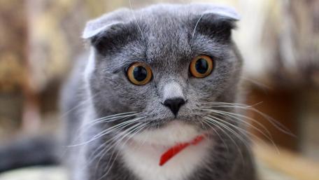 Intriguing Gaze of a British Shorthair Cat wallpaper