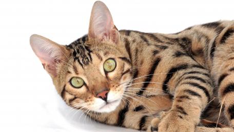 Elegant Bengal Cat with Captivating Green Eyes wallpaper