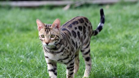 Striking Bengal Cat on Green Grass wallpaper