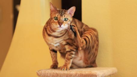 Charming Bengal Cat in Playful Pose wallpaper