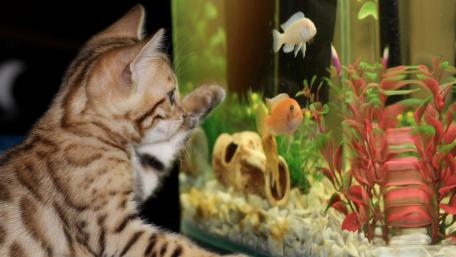 Curious Cat and Colorful Fish Interaction wallpaper