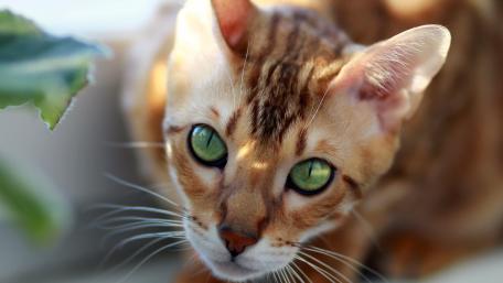 Bengal Cat with Striking Green Eyes wallpaper