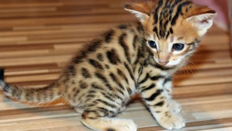Playful Bengal Kitten Exploring Its Surroundings wallpaper