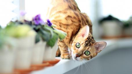 Curious Cat Among Greenery wallpaper