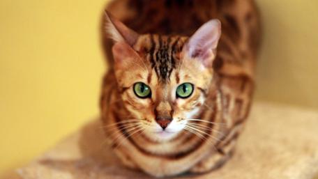 Captivating Bengal Cat with Striking Green Eyes wallpaper